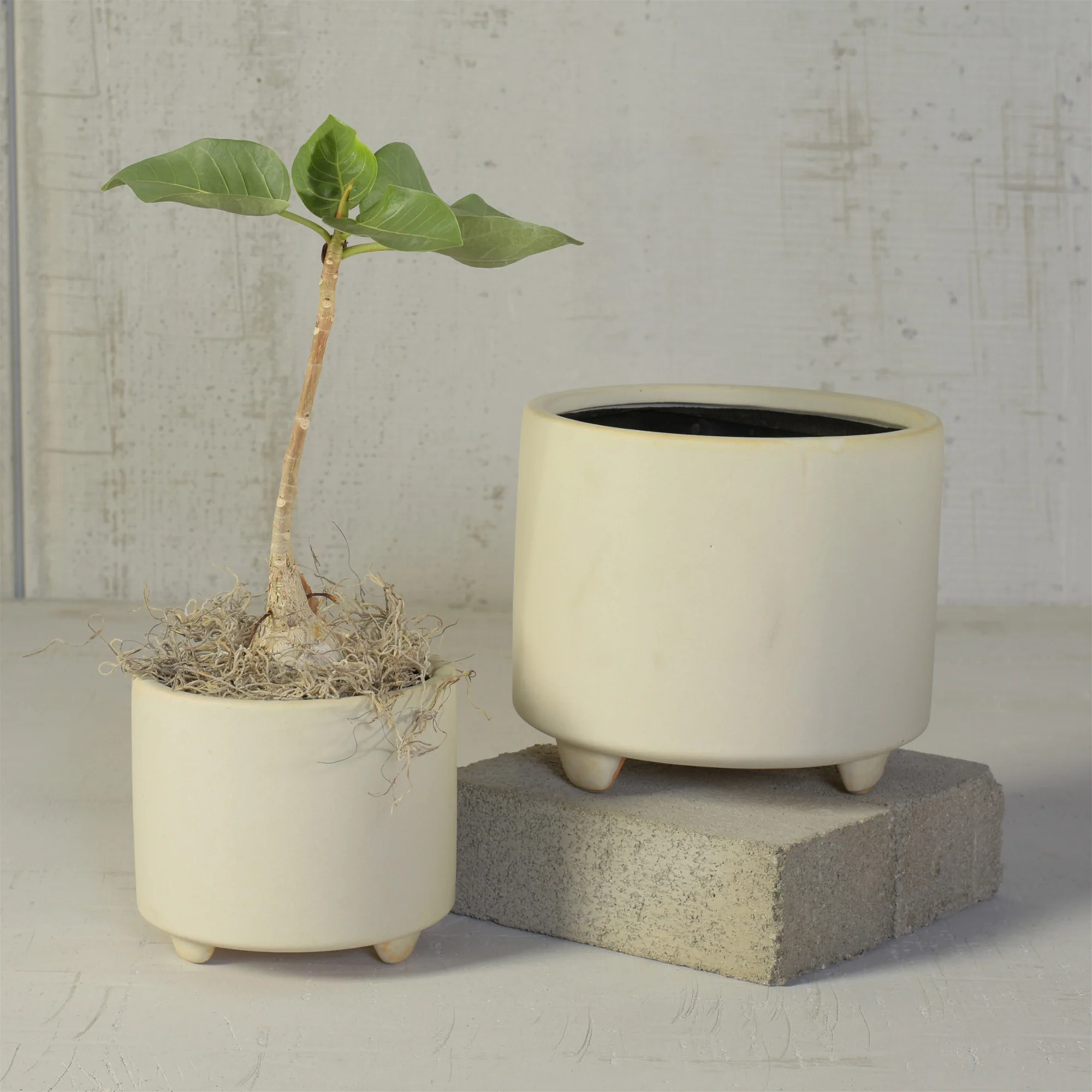 Simon Footed Planter, Ceramic, White - Large - Matte White Set Of 2 By HomArt - Image 3