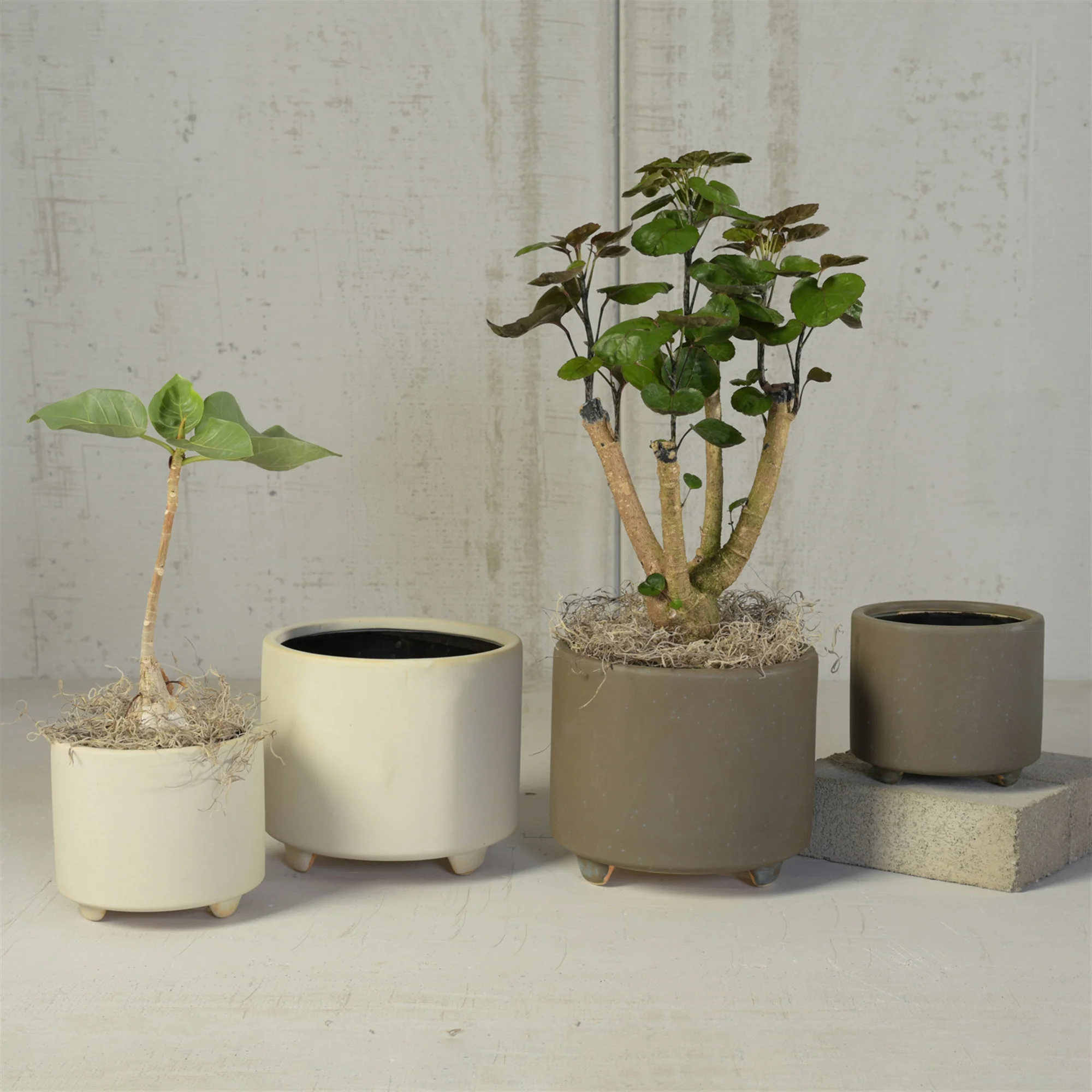 Simon Footed Planter, Ceramic, White - Large - Matte White Set Of 2 By HomArt - Image 4