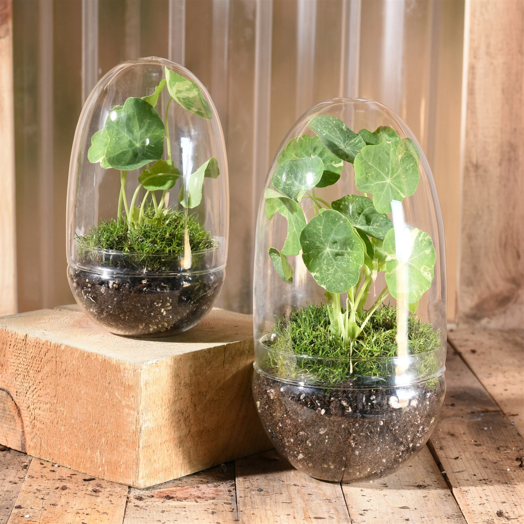 Sole Terrarium, Glass - Oval, Large Set Of 2 By HomArt - Image 2