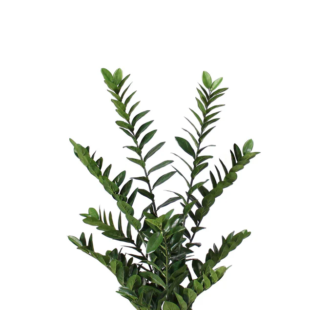 ZZ Plant 38"H, Potted Set Of 2 By Gold Leaf Design Group - Image 2