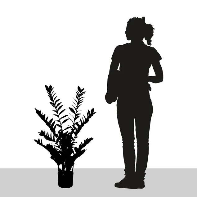 ZZ Plant 38"H, Potted Set Of 2 By Gold Leaf Design Group - Image 3